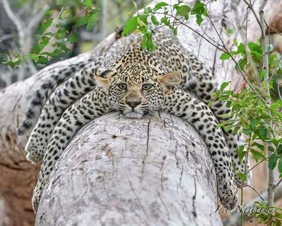 leopard-spider.jpg and 