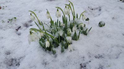 sNOWDROPS.jpg and 